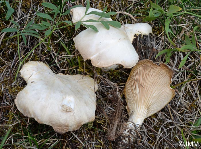 Pleurotus eryngii var. elaeoselini = Pleurotus nebrodensis ss. auct